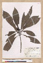 Machilus japonica Siebold et Zucc. var. kusanoi (Hayata) Liao 大葉楠