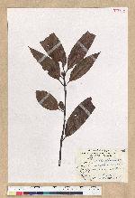 Machilus zuihoensis Hayata var. mushaensis (Lu) Y. C. Liu 青葉楠(霧社楨楠)
