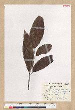 Machilus zuihoensis Hayata var. mushaensis (Lu) Y. C. Liu 青葉楠(霧社楨楠)