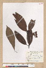 Machilus zuihoensis Hayata var. mushaensis (Lu) Y. C. Liu 青葉楠(霧社楨楠)