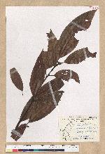 Machilus zuihoensis Hayata var. mushaensis (Lu) Y. C. Liu 青葉楠(霧社楨楠)