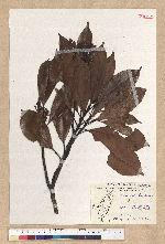 Machilus thunbergii Siebold & Zucc. 紅楠(豬腳楠)