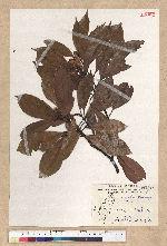 Machilus thunbergii Siebold & Zucc. 紅楠(豬腳楠)