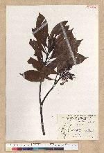 Machilus thunbergii Siebold & Zucc. 紅楠(豬腳楠)