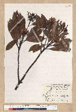Machilus thunbergii Siebold & Zucc. 紅楠(豬腳楠)