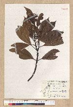 Machilus thunbergii Siebold & Zucc. 紅楠(豬腳楠)