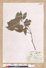 Neolitsea daibuensis Kamikoti 大武新木薑子