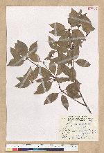 Neolitsea daibuensis Kamikoti 大武新木薑子