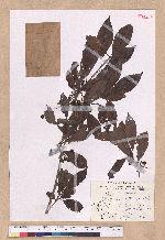 Lindera erythrocarpa Makino 鐵釘樹(紅果釣樟)