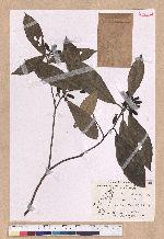 Litsea akoensis Hayata 屏東木薑子