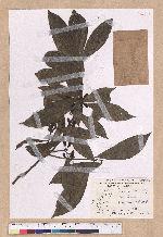Litsea akoensis Hayata 屏東木薑子