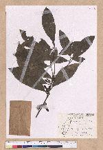 Litsea akoensis Hayata 屏東木薑子