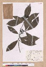 Litsea akoensis Hayata 屏東木薑子