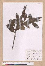 Litsea akoensis Hayata 屏東木薑子