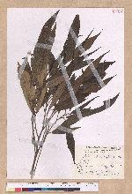 Litsea acutivena Hayata 銳脈木薑子