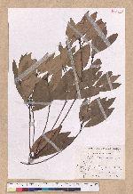 Litsea coreana H. Levl. 鹿皮斑木薑子