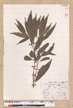 Litsea hypophaea Hayata 小梗木薑子(黃肉樹)