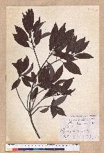 Litsea coreana H. Levl. 鹿皮斑木薑子
