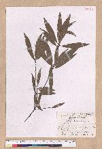 Litsea coreana H. Levl. 鹿皮斑木薑子