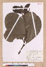 Litsea akoensis Hayata 屏東木薑子