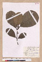 Litsea akoensis Hayata 屏東木薑子