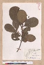 Litsea akoensis Hayata 屏東木薑子