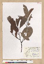 Machilus zuihoensis Hayata 香楠