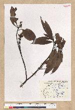 Machilus zuihoensis Hayata var. mushaensis (Lu) Y. C. Liu 青葉楠(霧社楨楠)