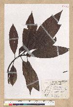 Machilus zuihoensis Hayata var. mushaensis (Lu) Y. C. Liu 青葉楠(霧社楨楠)