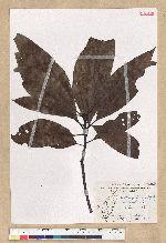 Machilus zuihoensis Hayata var. mushaensis (Lu) Y. C. Liu 青葉楠(霧社楨楠)