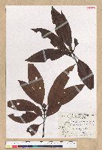 Machilus zuihoensis Hayata var. mushaensis (Lu) Y. C. Liu 青葉楠(霧社楨楠)