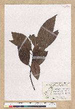 Machilus zuihoensis Hayata var. mushaensis (Lu) Y. C. Liu 青葉楠(霧社楨楠)