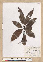 Machilus zuihoensis Hayata var. mushaensis (Lu) Y. C. Liu 青葉楠(霧社楨楠)