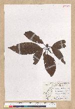 Machilus zuihoensis Hayata var. mushaensis (Lu) Y. C. Liu 青葉楠(霧社楨楠)