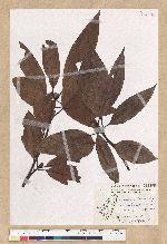 Machilus zuihoensis Hayata var. mushaensis (Lu) Y. C. Liu 青葉楠(霧社楨楠)