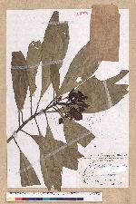 Machilus japonica Siebold et Zucc. var. kusanoi (Hayata) Liao 大葉楠