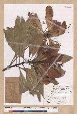 Machilus japonica Siebold et Zucc. var. kusanoi (Hayata) Liao 大葉楠