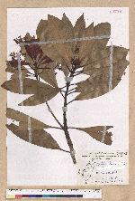 Machilus japonica Siebold et Zucc. var. kusanoi (Hayata) Liao 大葉楠