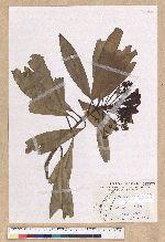Machilus japonica Siebold et Zucc. var. kusanoi (Hayata) Liao 大葉楠