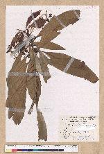 Machilus japonica Siebold et Zucc. var. kusanoi (Hayata) Liao 大葉楠