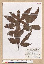 Machilus zuihoensis Hayata 香楠