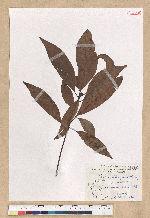 Machilus zuihoensis Hayata 香楠