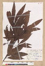 Machilus zuihoensis Hayata 香楠
