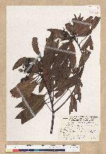 Machilus zuihoensis Hayata var. mushaensis (Lu) Y. C. Liu 青葉楠(霧社楨楠)