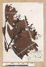 Machilus zuihoensis Hayata var. mushaensis (Lu) Y. C. Liu 青葉楠(霧社楨楠)