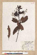 Machilus zuihoensis Hayata var. mushaensis (Lu) Y. C. Liu 青葉楠(霧社楨楠)