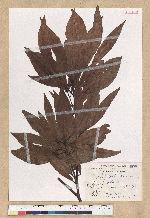 Machilus zuihoensis Hayata 香楠