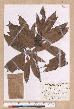 Litsea acutivena Hayata 銳脈木薑子