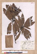 Litsea acuminata (Blume) Kurata 長葉木薑子