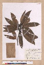 Litsea acuminata (Blume) Kurata 長葉木薑子
